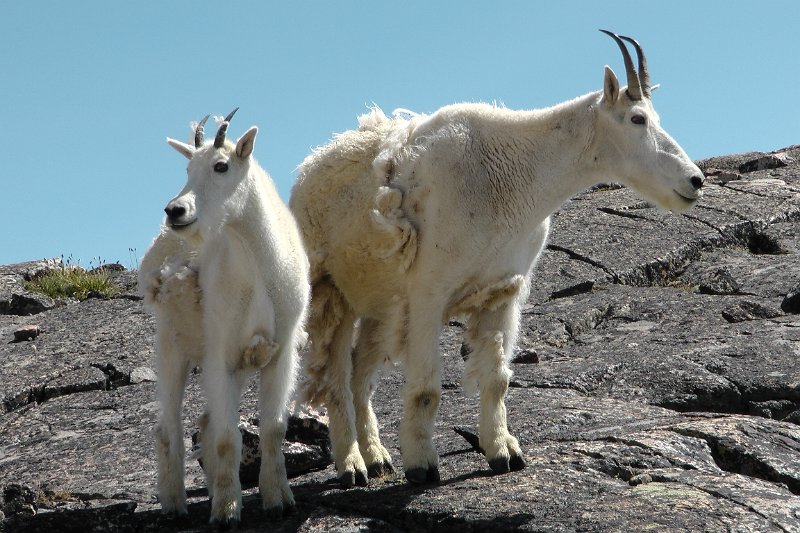 48-M1120023.JPG - We made some friends at camp two.  Curious mountain goats inspected our camp.