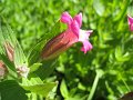 15-IMG_0386