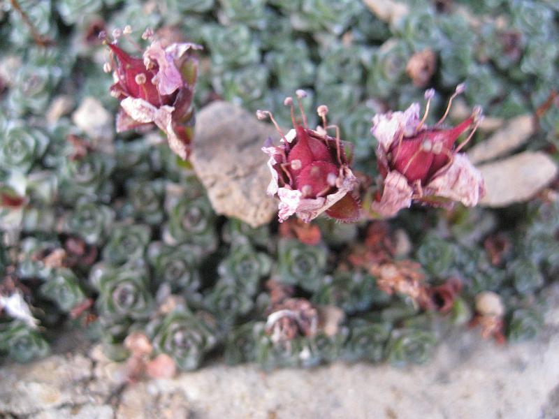 IMG_3725.jpg - Some hardy flowers among the rocks