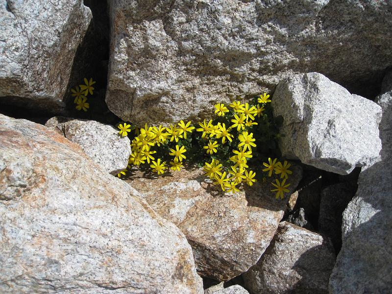 IMG_3896.jpg - Some small flowers eeking out a living in the rocks.