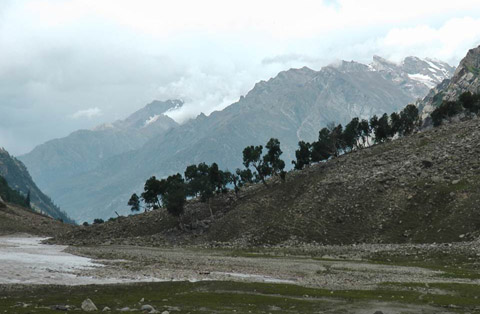 Down to the tree line