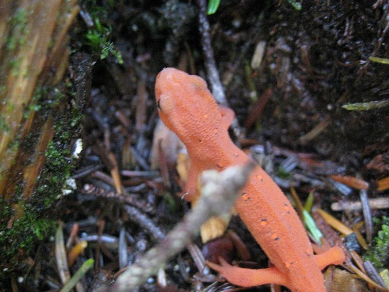 IMG_6931.jpg - A small red eft on our way down from Passaconaway Mountain.