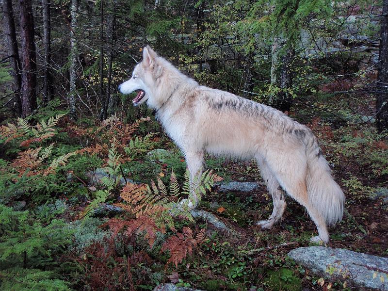 PA040025.JPG - The start of our Sunday hike to White Face.  This wolf (actually a big dog) decided to follow us until we got to some rock climbs he couldn't get up.  We named the dog "White Face, the ghost dog" (It was really foggy that morning - the dog was like a ghost)