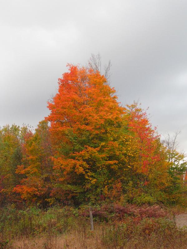 IMG_7052.jpg - A beautiful tree at the end of our hike to Mt Cabot