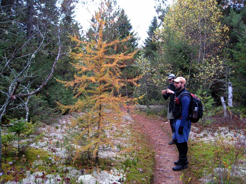 IMG_7285.jpg - On way up to Mount Catamount.  A larch turning color.