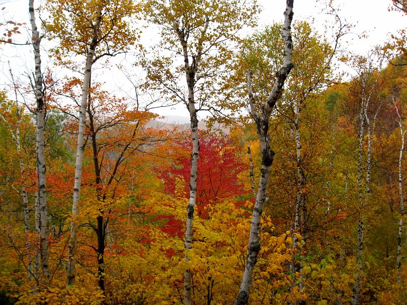 IMG_7336.jpg - The yellows and reds provided a stunning contrast on Mt Baxter
