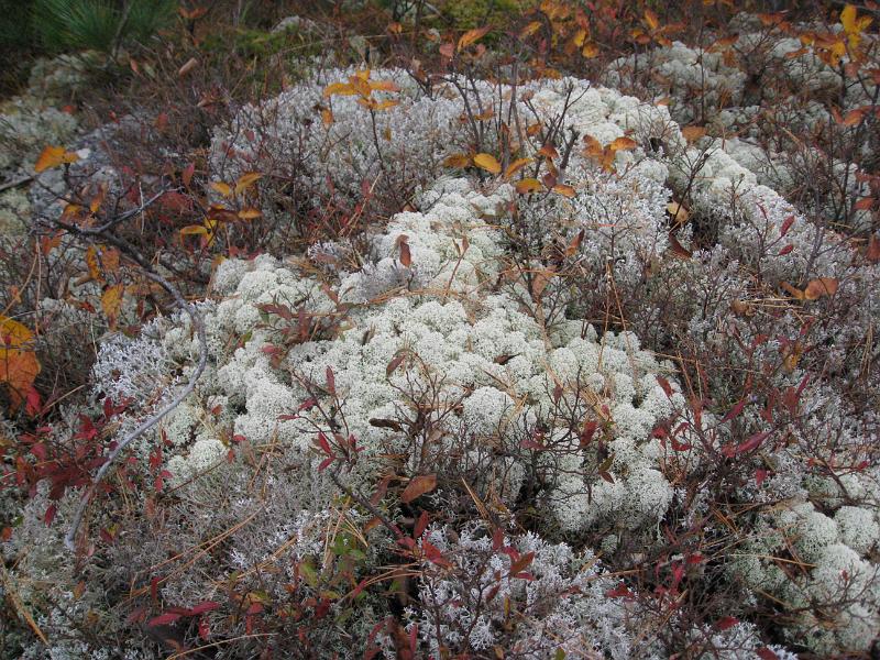 IMG_7391.jpg - Some neat lichen and such on Mount Catamount