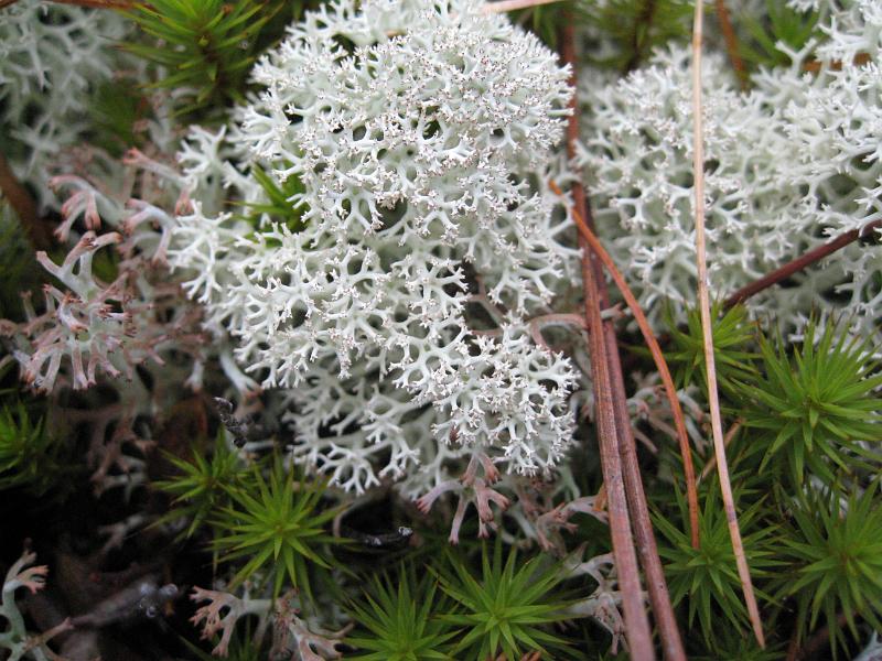 IMG_7394.jpg - Lichen growing amoung young pine on Mount Catamount, NY